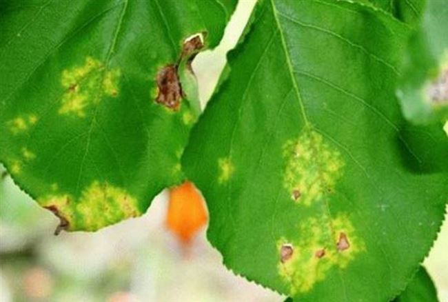 Болезни абрикосовых деревьев и их лечение, методы борьбы, что делать если не цветет абрикос, защита от вредителей + фото