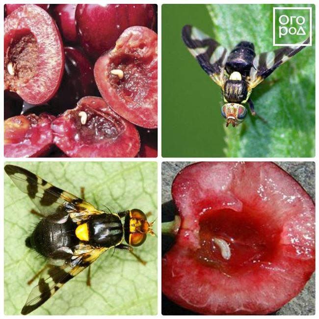 Вишневая муха: как обнаружить и бороться с вредителем?