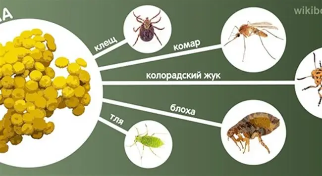 5 самых сильных растений, которые защитят от насекомых-вредителей
