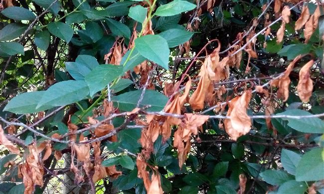 Болезни ствола черешни и почему на дереве вянут листья