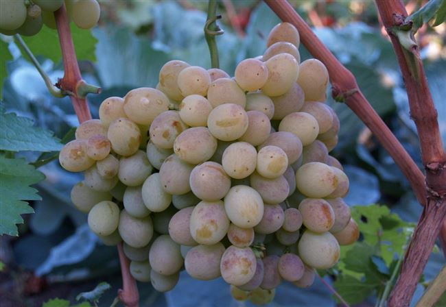 Характеристики винограда Восторг и как вырастить этот сорт?