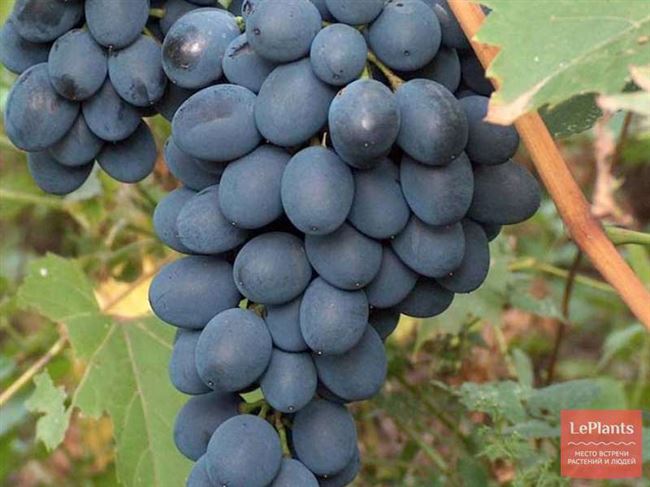 Виноград Денисовский: описание сорта, отзывы, особенности посадки