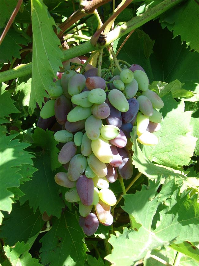 Десертные сорта винограда для средней полосы