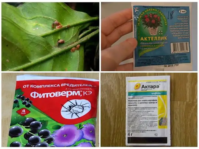 Как избавиться от щитовки в саду: агротехнические приемы и эффективные препараты