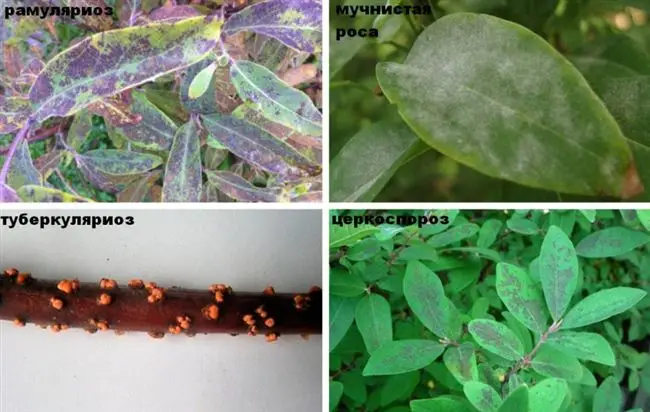 Крапчатость листьев, усыхание ветвей и другие болезни съедобной жимолости
