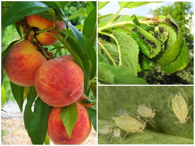Болезни и вредители персика и нектарина: виды, признаки поражения, лечение, весенняя профилактическая обработка