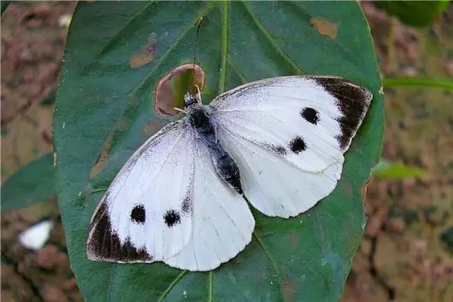 Бабочки-белянки на резедеБелянка резедовая