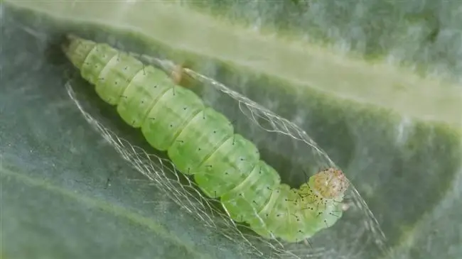 Чем опасна капустная совка: описание насекомого и способов борьбы с ним