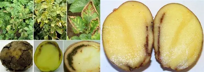 Кольцевая гниль картофеля: меры борьбы с заболеванием