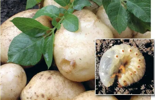 Как бороться с личинками майского жука на картофеле