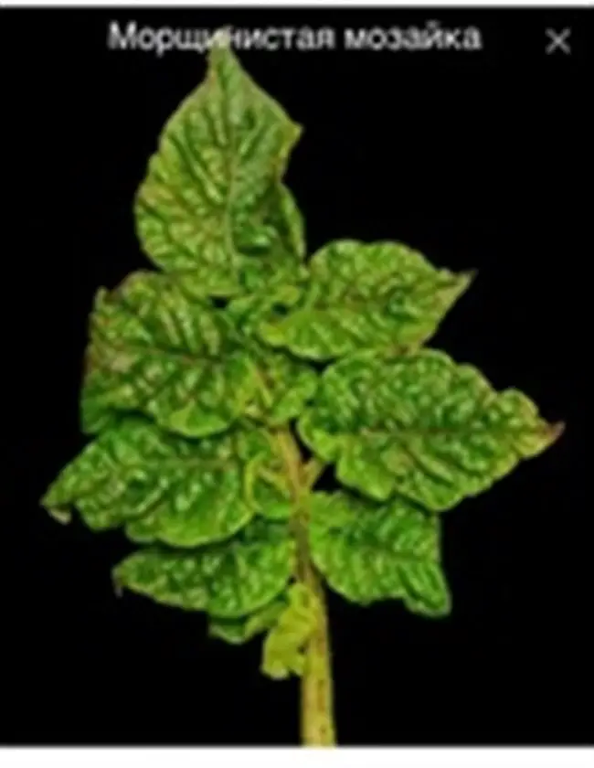 Морщинистая мозаика картофеля, морщинистые листья: лечение, описание, фото. Препараты для обработки картошки против морщинистой мозаики.
