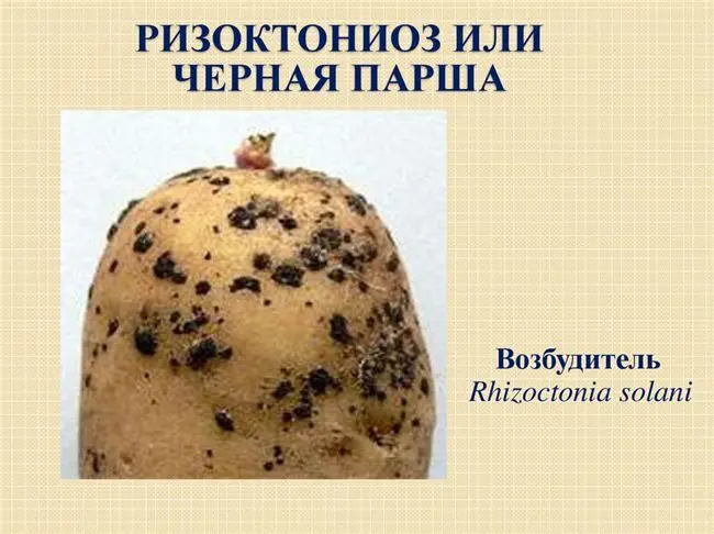 Парша черная картофеля