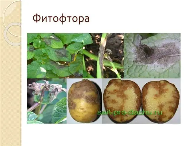 Фитофтороз картофеля: возбудители, профилактика и методы борьбы