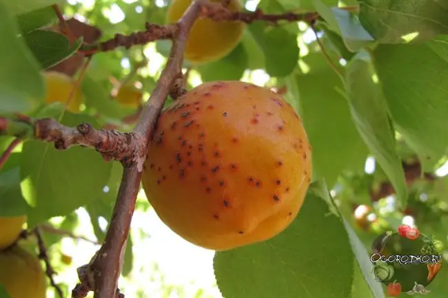 Боремся с клястероспориозом на персиках