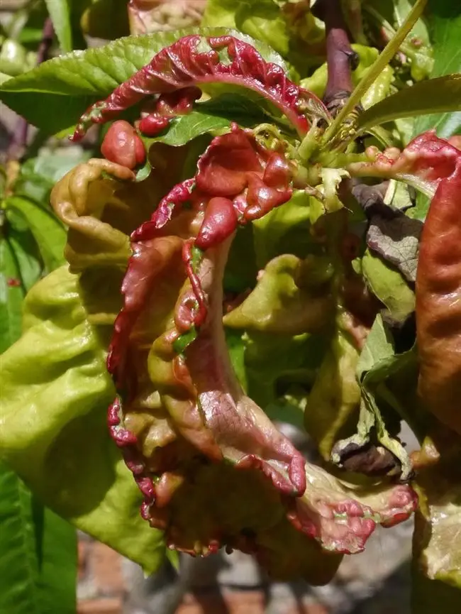 Болезнь персика курчавость листьев, в том числе как лечить и меры защиты, а также, как восстановить поврежденное растение
