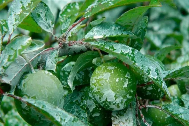 Всё о бегониях и не только…: Млечный блеск плодовых и ягодных культур: паразитарный (Chondrostereum purpureum) и непаразитарный
