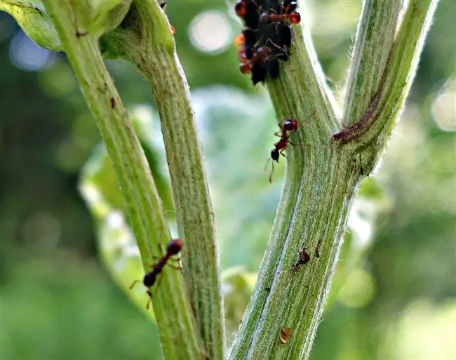 10 средств от муравьев на огурцах: что делать, чтобы избавиться навсегда