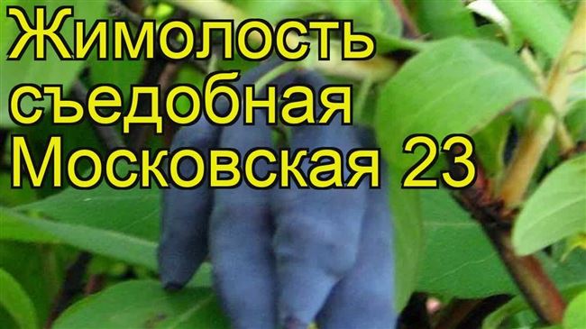 Жимолость Московская 23: описание сорта, особенности выращивания, какие опылители подойдут, отзывы садоводов