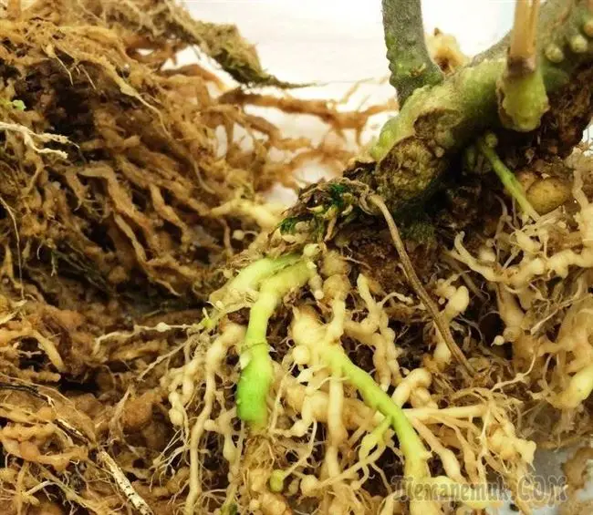 Нематоды — как распознать повреждение растений