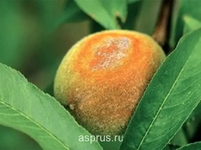 Парша на нектарине. Болезни персика и их лечение, вредители персика и борьба с ними, а также, как защитить и восстановить поврежденное растение
