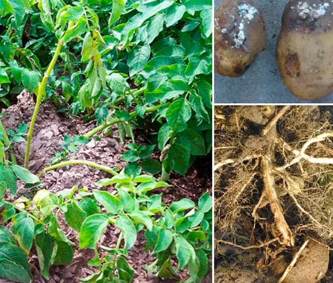 Фузариоз (увядание) картофеля: описание, меры борьбы и профилактика | Домашняя ферма
