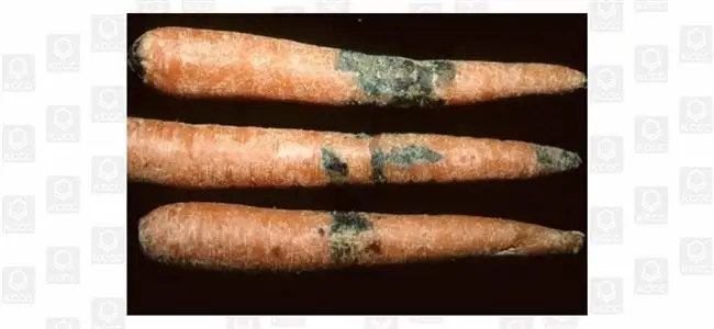 Фомоз на морковиЭти болезни и вредители моркови способны уничтожить растение и на грядке, и в процессе хранения.