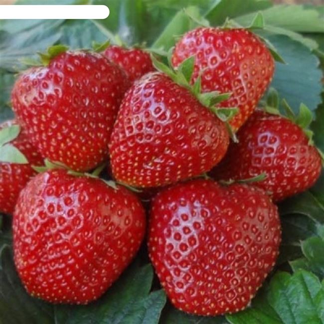 Клубника Боровицкая: отзывы садоводов, фото, характеристика позднего сорта ягоды