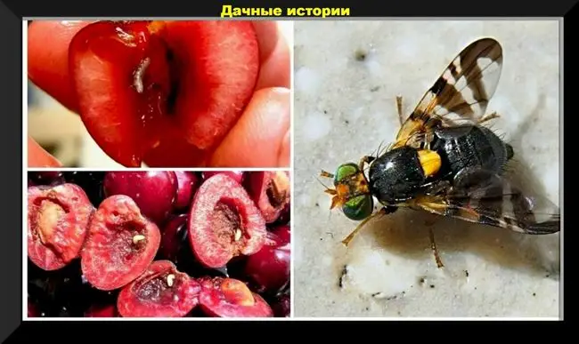 Борьба с вишневой мухой: сроки обработки, эффективные препараты