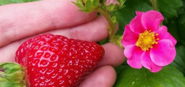 Клубника Розовая мечта: описание сорта, посадка, советы садоводов