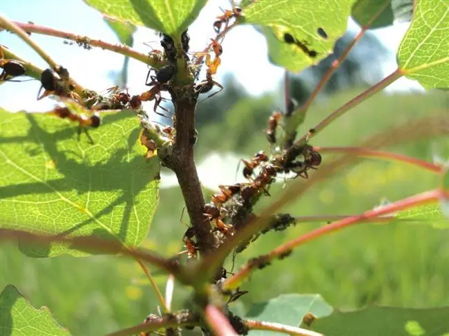 Как избавиться от муравьев на вишне