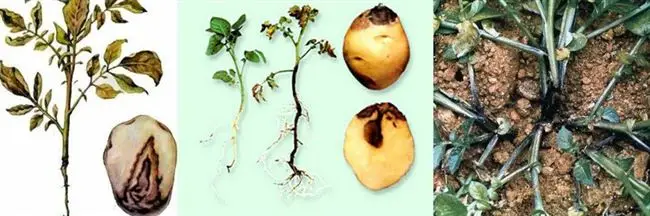 Черная ножка на картофеле: причины и методы профилактики