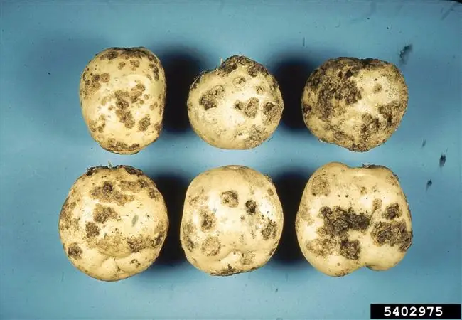 Черная парша на картофелеПарша черная картофеля | Справочник по защите растений — AgroXXI