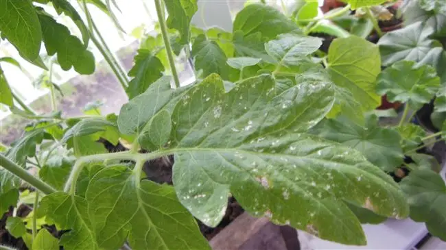 Белые пятна на рассаде томатов — причины, методы борьбы и профилактика