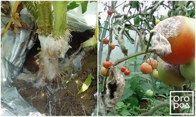 Почему помидоры покрываются плесенью, и как от нее избавиться