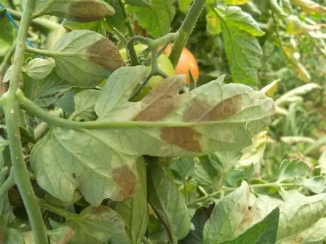 Кладоспориоз (бурая пятнистость) томатов: фото, лечение
