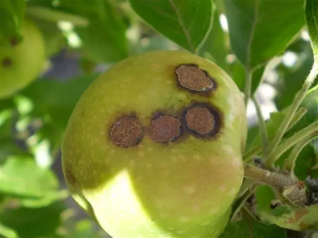 Парша яблони – грибковое заболевание, которое поражает плодовые деревья. Рассмотрим 10 самых эффективных препаратов.