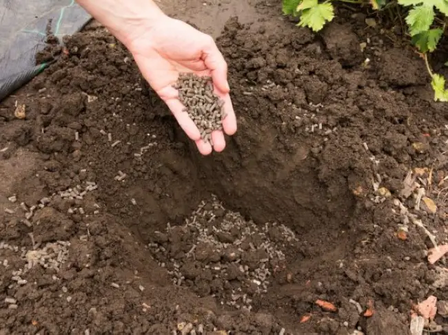 Гусиный помет как удобрение: как применять в огороде с пользой