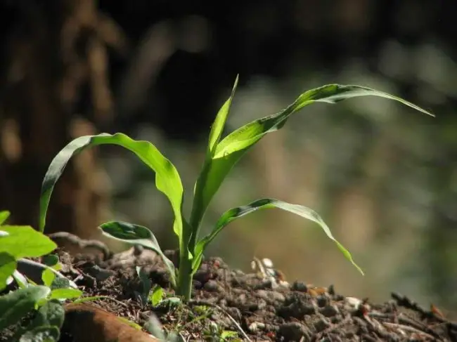 Лучшие сидераты для огорода: как сеять и когда заделывать в почву
