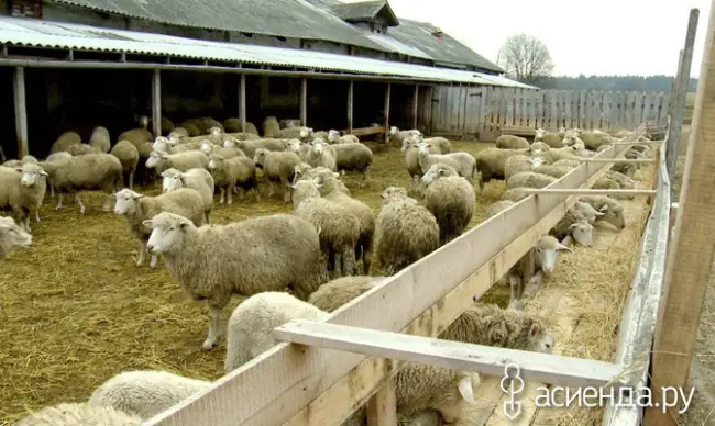Основные нюансы использования овечьего навоза