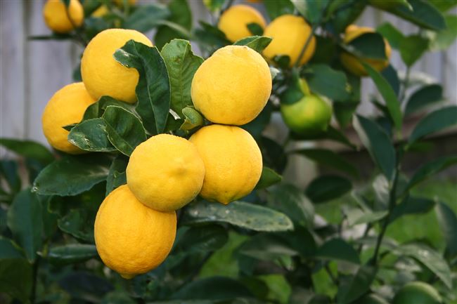 Лимон "Лейсан" (ремонтантный, крупноплодный сорт)