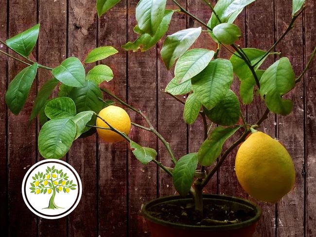 Сорт лимона Мейер (Лимон Мейера): фото, отзывы, описание, характеристики.