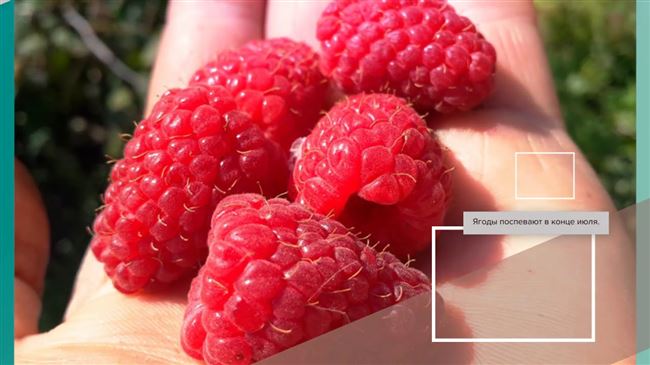 Малина Геракл — замечательная целебная ремонтантная ягода