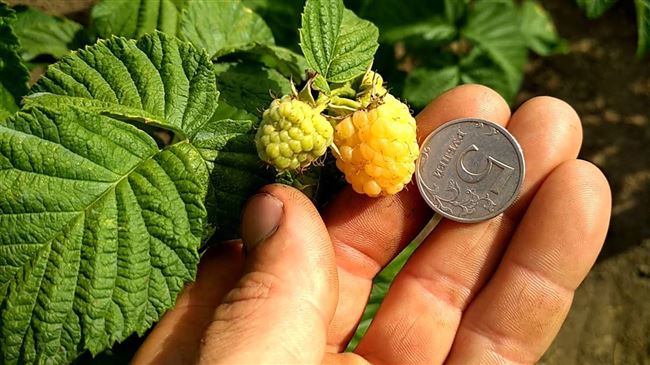 Сорт ремонтантной малины “Золотые купола”: секреты высокой урожайности желтых ягод