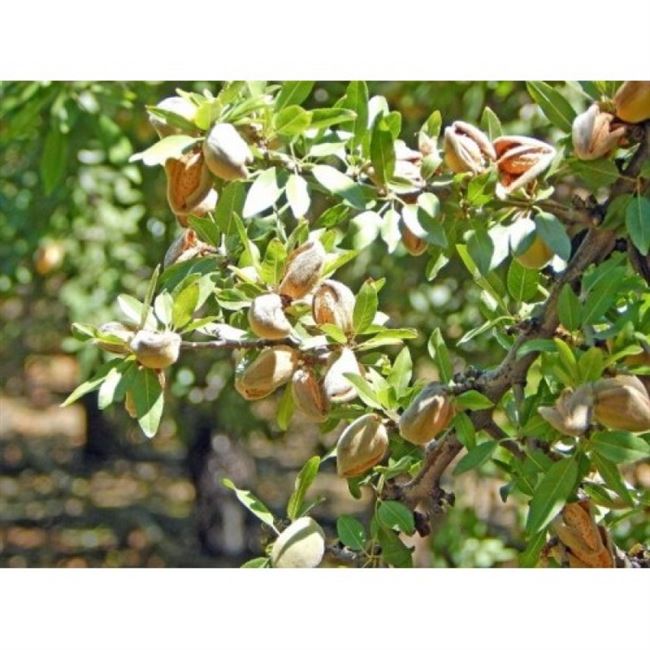 Скороплодный миндаль Никитский 62 — описание и особенности выращивания этого плодового сорта
