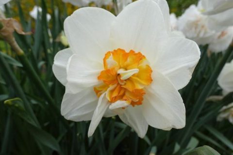 Нарцисс Акрополис (Narcissus Acropolis) — описание сорта, фото, саженцы, посадка, особенности ухода. Дачная энциклопедия.