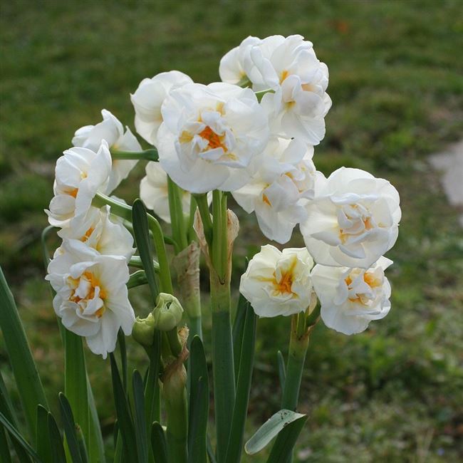 Апофеоз — сорт растения Нарцисс