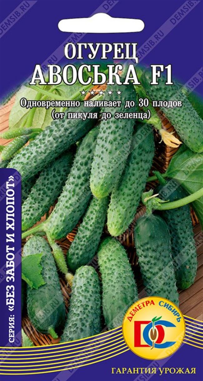 Огурец Авоська (партенокарпический) — Рассада цветов и овощей.