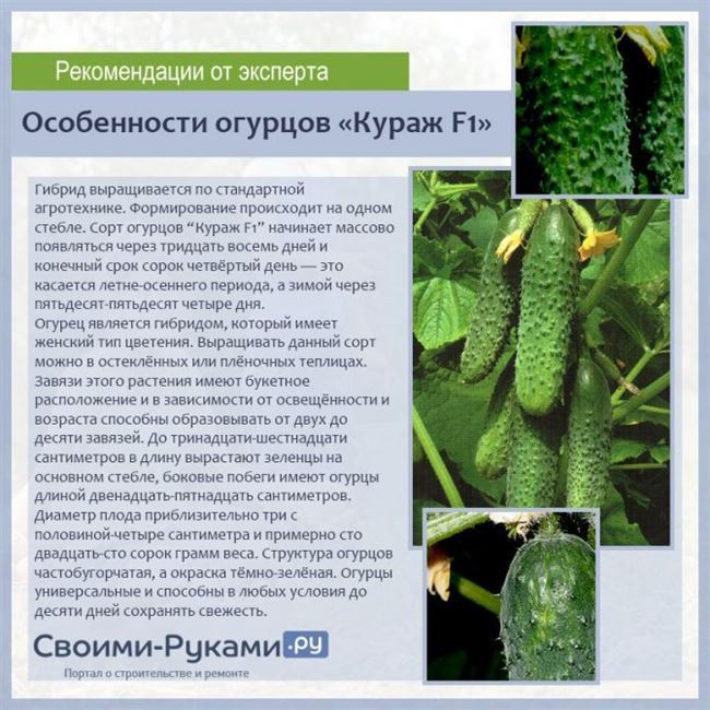 Сорт огурцов Бенефис F1: характеристики, описание и отзывы огородников