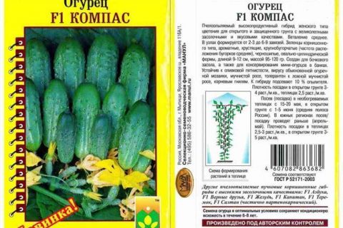 Огурец Бугорок F1 — фото урожая, цены, отзывы и особенности выращивания