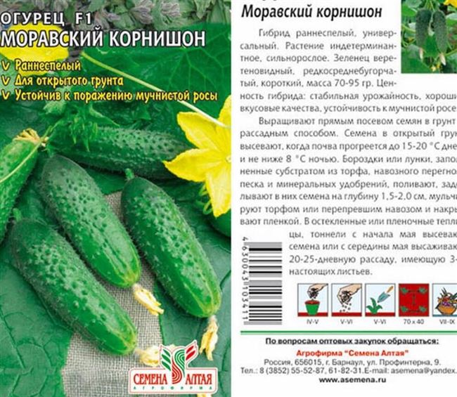 Новинки раннеспелых зеленцов от компании «Евро-Семена»